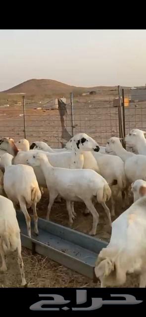 27 ضان ميديات الحد 97064565828560641114