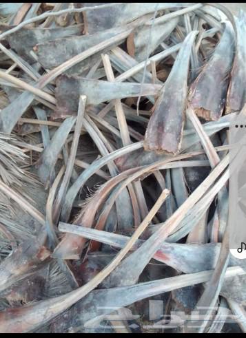 كرب نخل للبيع64565814711937112