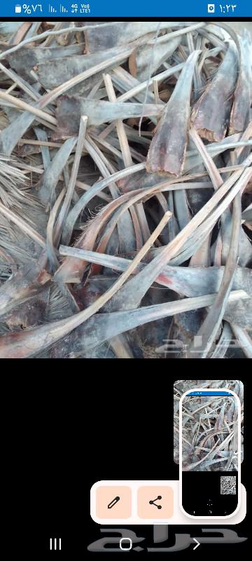 كرب نخل للبيع64565814711937114