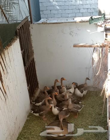 للبيع وز عراقي وبلدي64570490013569111