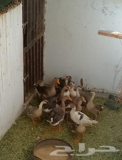 للبيع وز عراقي وبلدي64570490013569112