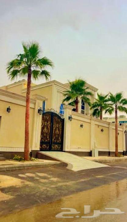 نخل واشنطني واشنطنيا نخيل هلالي دخيني مصيفه حلوه ونانه صقعي64566976672898110