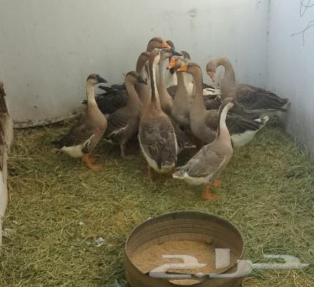 للبيع وز عراقي وبلدي64570490013569110