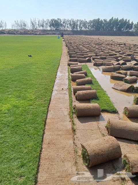 للبيع نجيله خضراء64564866455299111