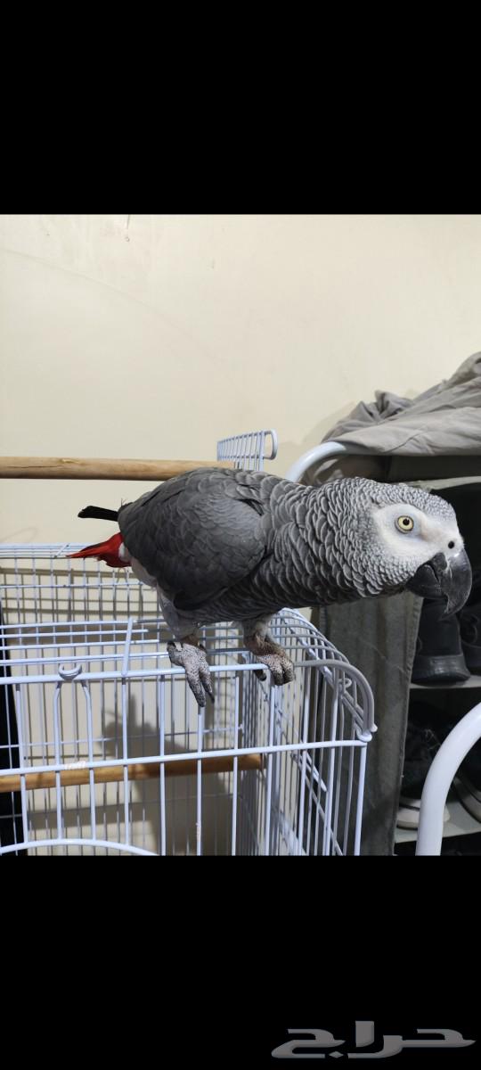 ببغاء كاسكو للبيع64567073766019111
