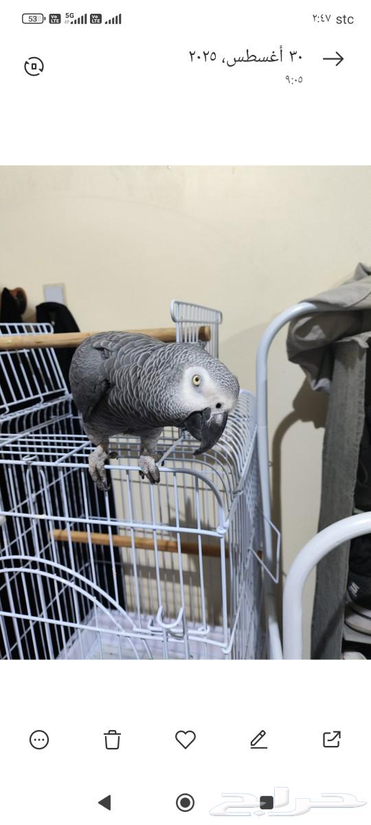 ببغاء كاسكو للبيع64567073766019110
