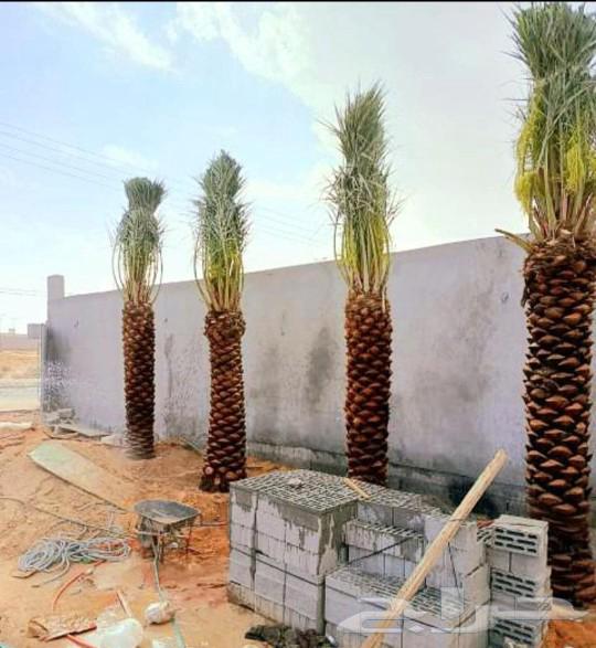نخل مثمر نقايل جثايث اخلاص سكري برحي صقعي شيشي واشنطني حيش ف64565284039809112