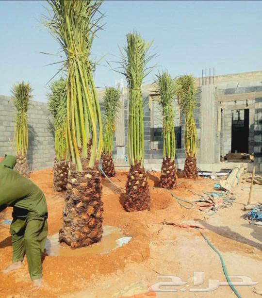نخل مثمر نقايل جثايث اخلاص سكري برحي صقعي شيشي واشنطني حيش ف64565284039809111