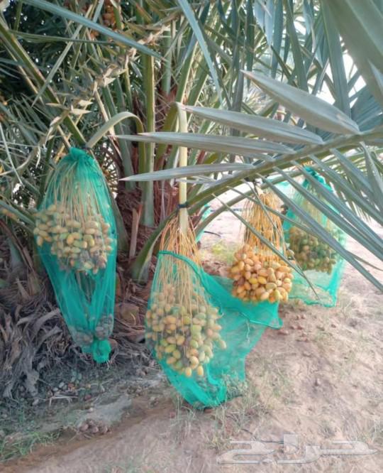 نخل مثمر نقايل جثايث اخلاص سكري برحي صقعي شيشي واشنطني حيش ف64565284039809113