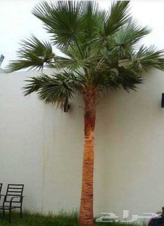 نخل واشنطني واشنطنيا نخيل هلالي دخيني مصيفه حلوه ونانه صقعي64566976672898111