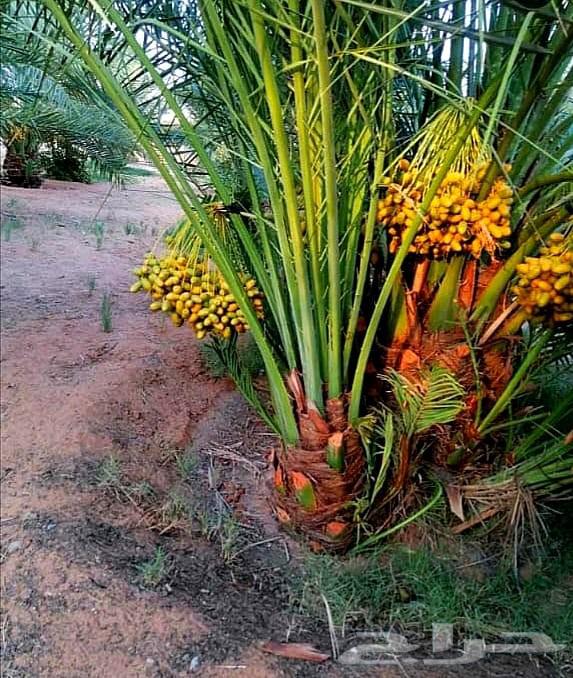 نخل واشنطني واشنطنيا نخيل هلالي دخيني مصيفه حلوه ونانه صقعي64566976672898114