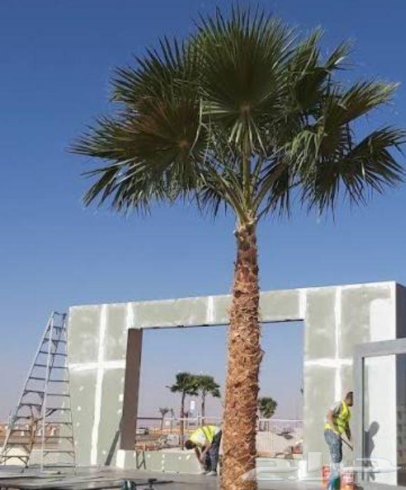 نخل واشنطني واشنطنيا نخيل هلالي دخيني مصيفه حلوه ونانه صقعي64566976672898112