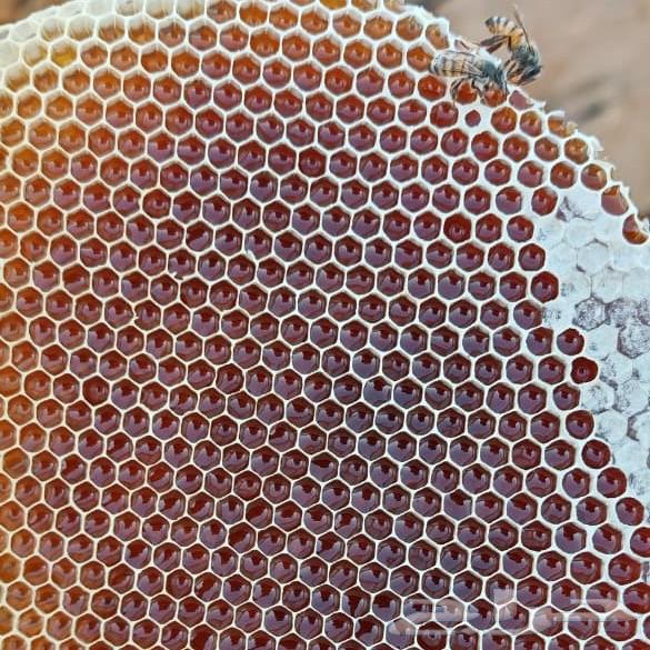 Honey (Samrah-Talh-Qutadah)64565340072963114