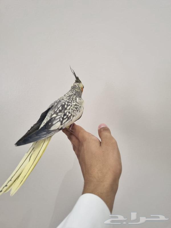 أنثى كروان فراشة ( تم البيع )64566395997443111