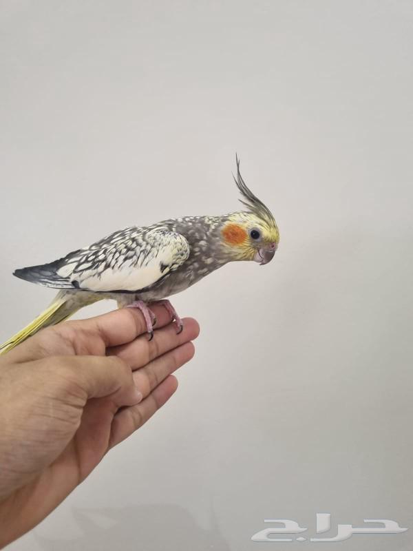 أنثى كروان فراشة ( تم البيع )64566395997443110