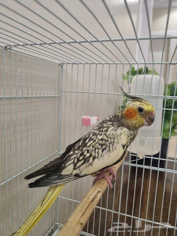 أنثى كروان فراشة ( تم البيع )64566395997443113