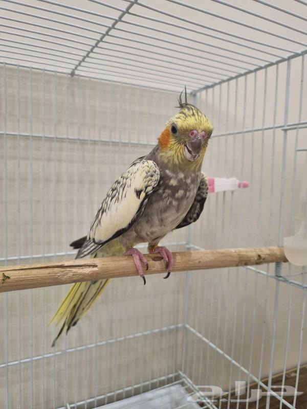 أنثى كروان فراشة ( تم البيع )64566395997443112