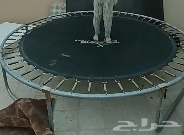 نطيطة ترامبولين - 12 قدم للبيع على السوم والصامل ما نختلف مع64567530989186110