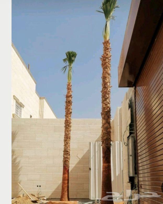 نخل واشنطني واشنطنيا نخيل هلالي دخيني مصيفه حلوه ونانه صقعي64566976672898113