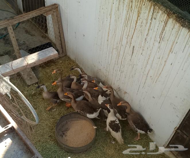 للبيع وز عراقي وبلدي64570490013569113