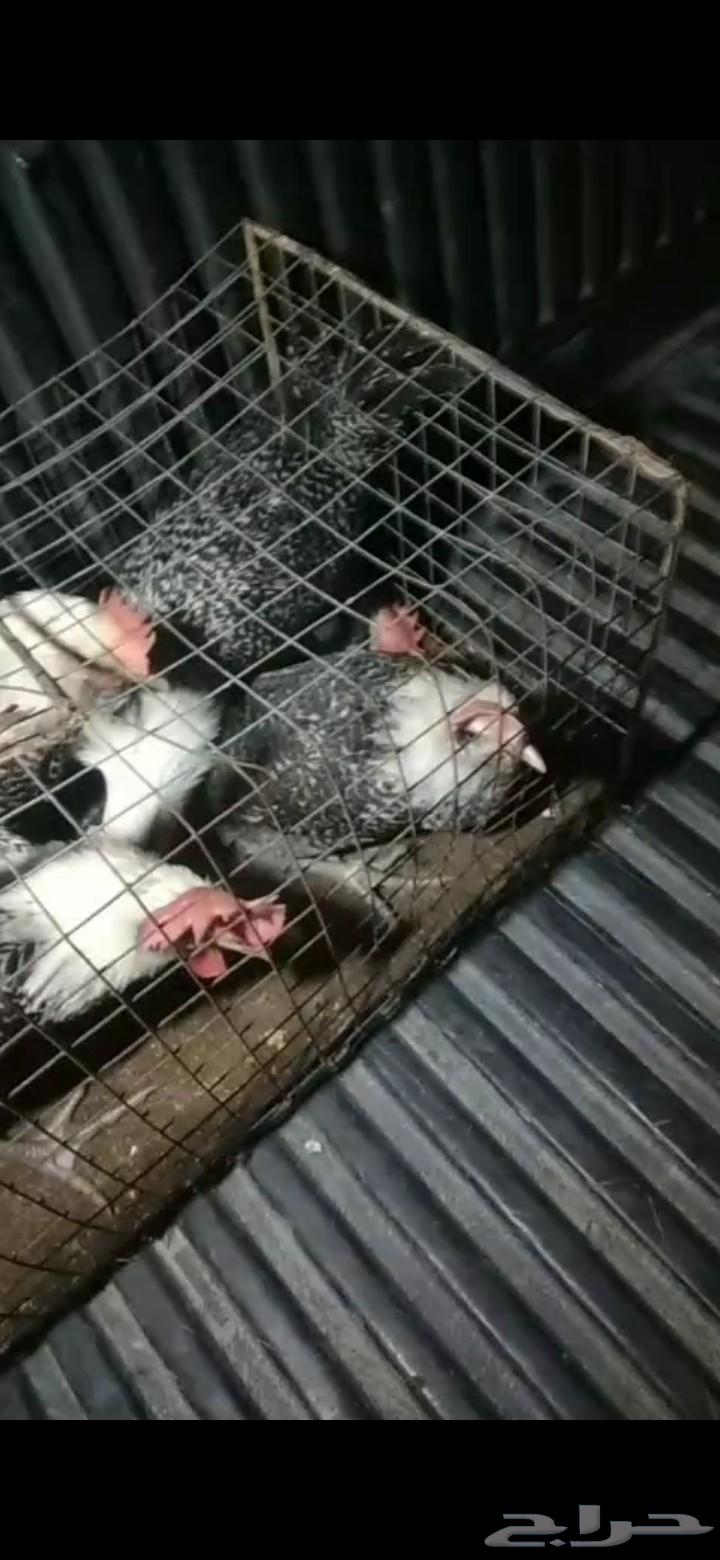 ديكه فيومي64563522265474110