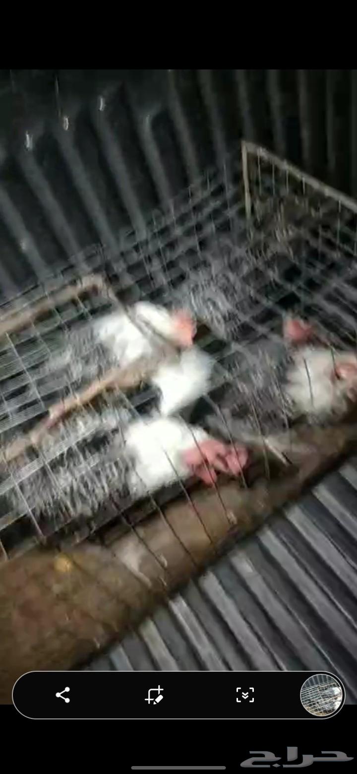 ديكه فيومي64563522265474112