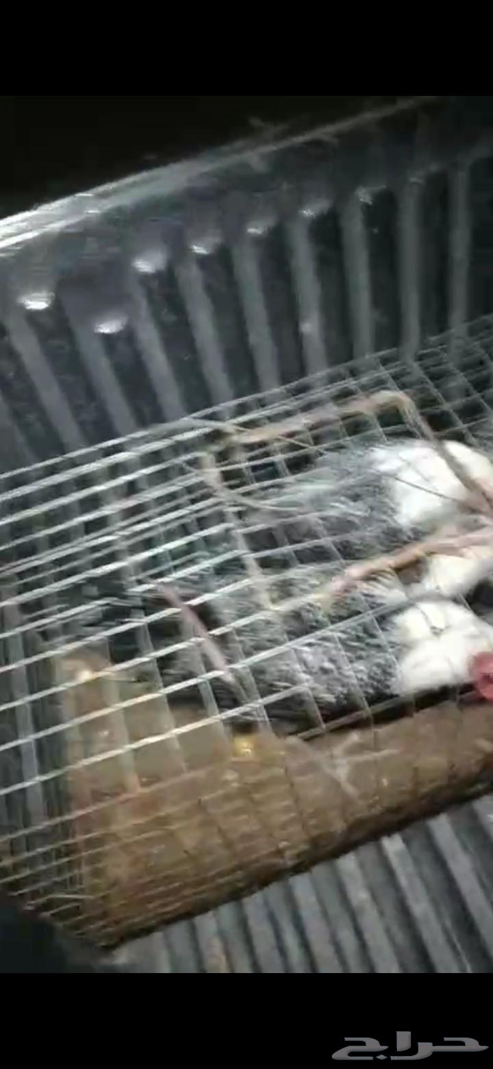 ديكه فيومي64563522265474111