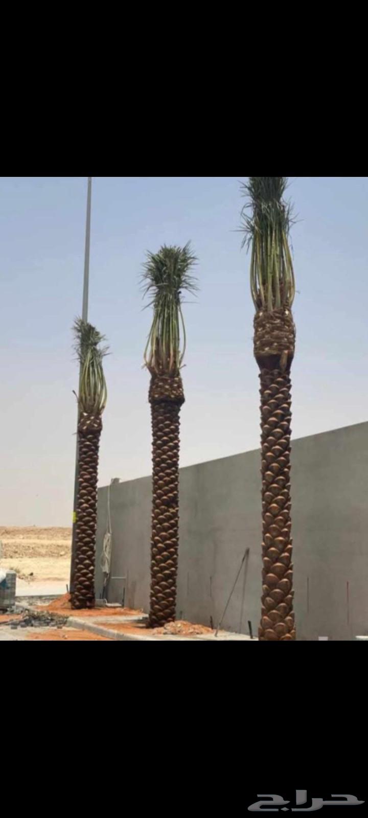 يوجد عندنا نخل عربي واشنطني للبيع بسعر مناسب64565144762370114