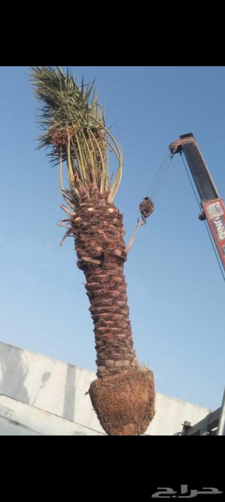 يوجد عندنا نخل عربي واشنطني للبيع بسعر مناسب64565144762370113