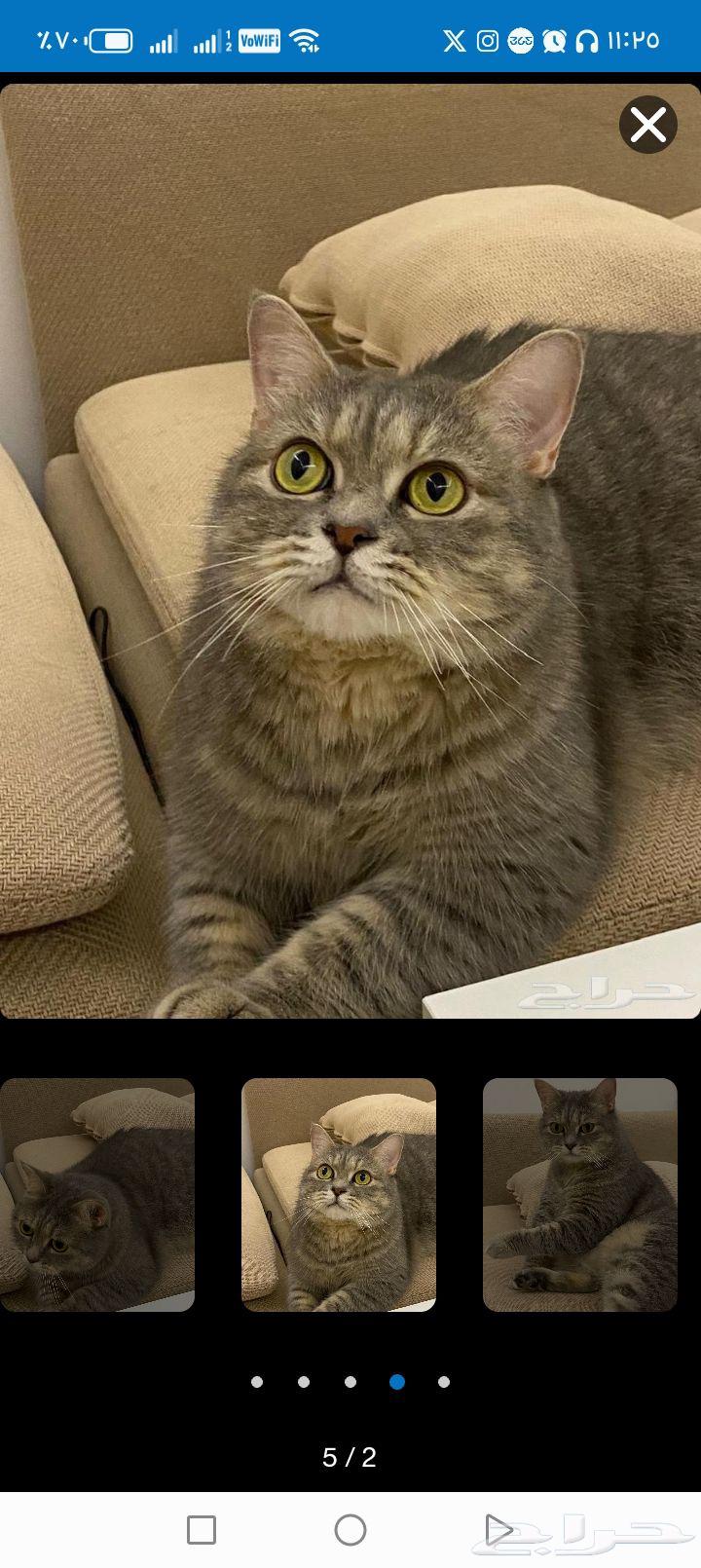 تبني قطط64566189370755112