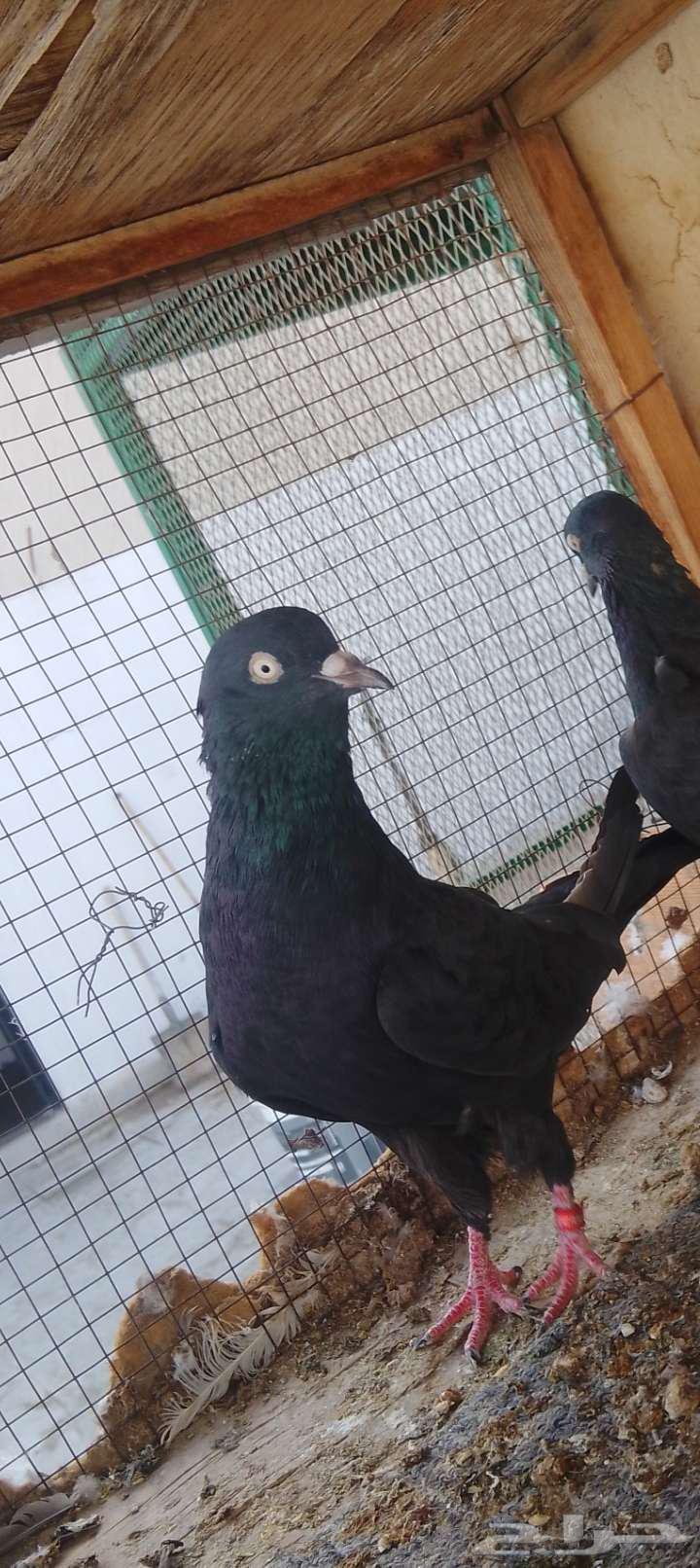 زوج رامبوري أسود صك بيور64564560010625113