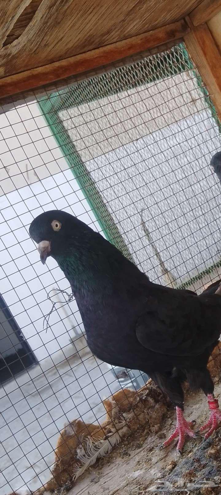 زوج رامبوري أسود صك بيور64564560010625110