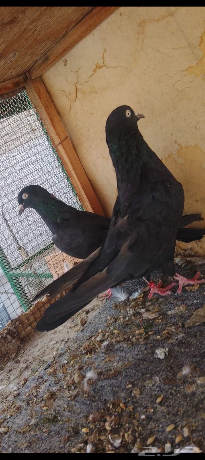 زوج رامبوري أسود صك بيور64564560010625111