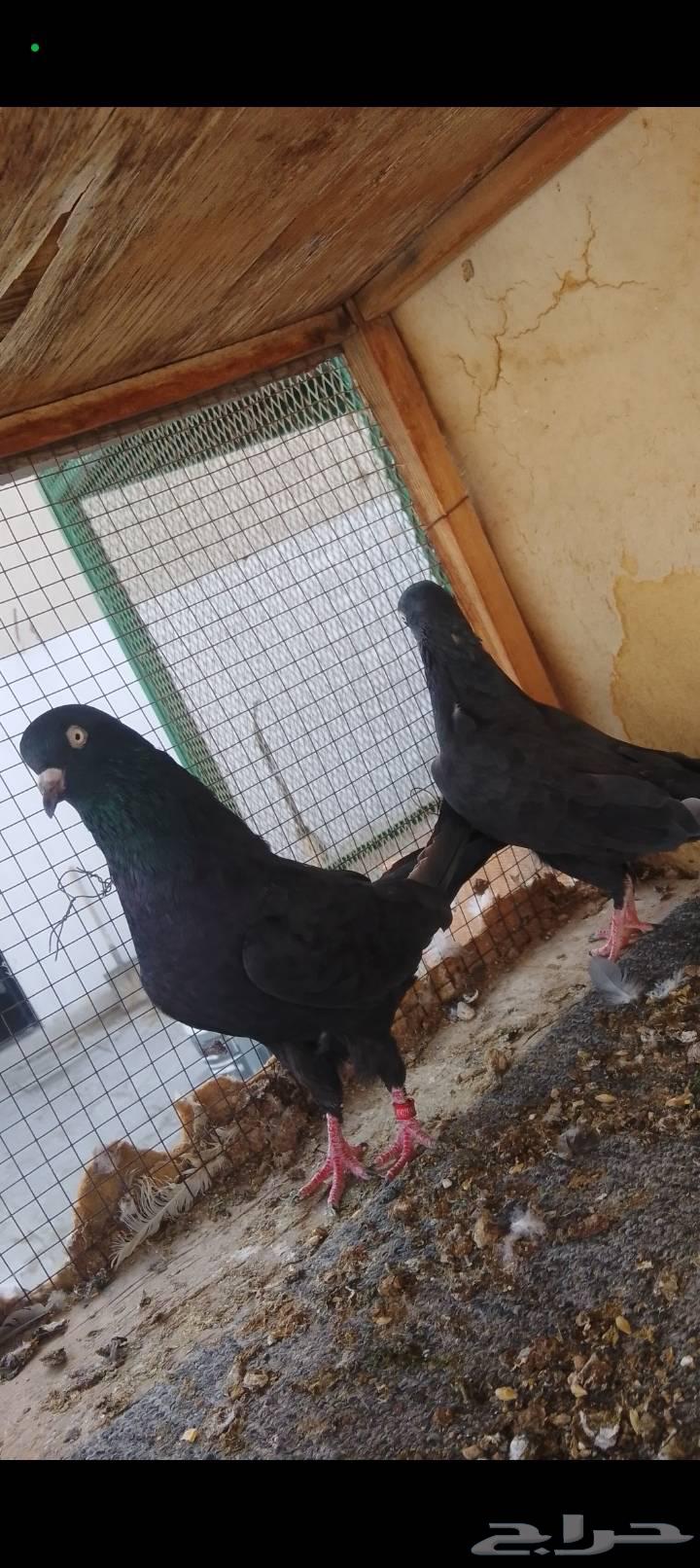 زوج رامبوري أسود صك بيور64564560010625112