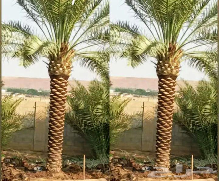 يوجد عندنا نخل عربي واشنطني للبيع بسعر مناسب64565144762370110