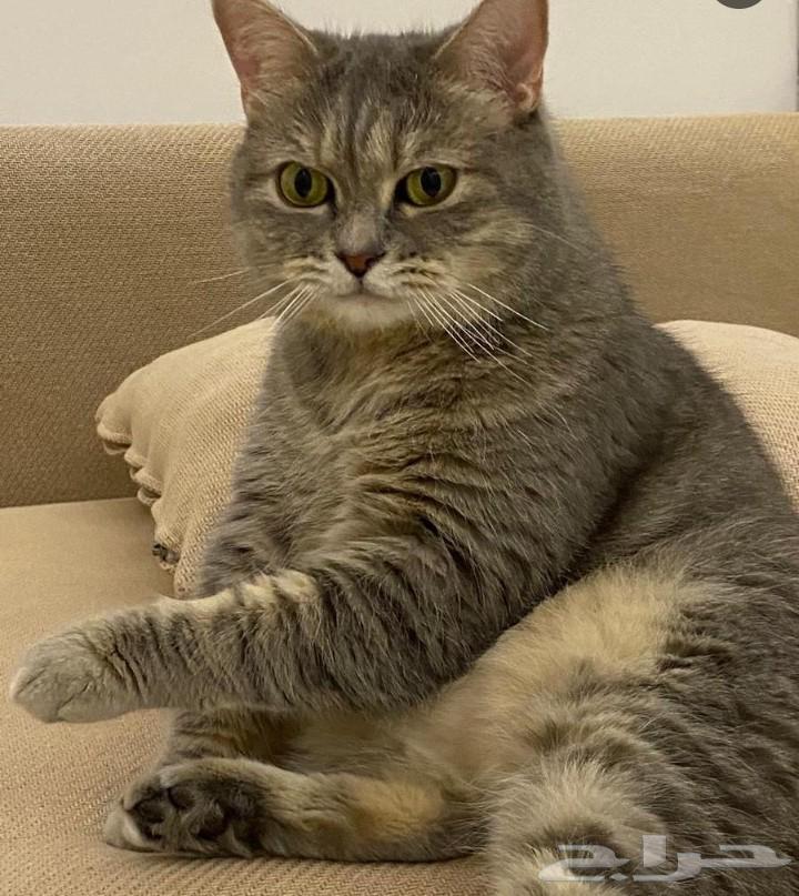 تبني قطط64566189370755113