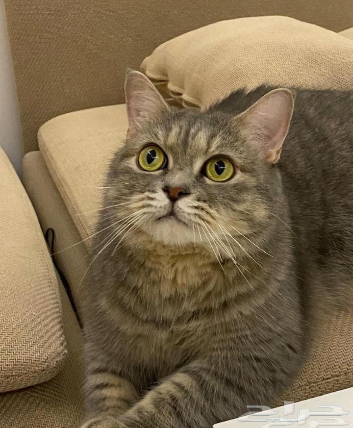 تبني قطط64566189370755114