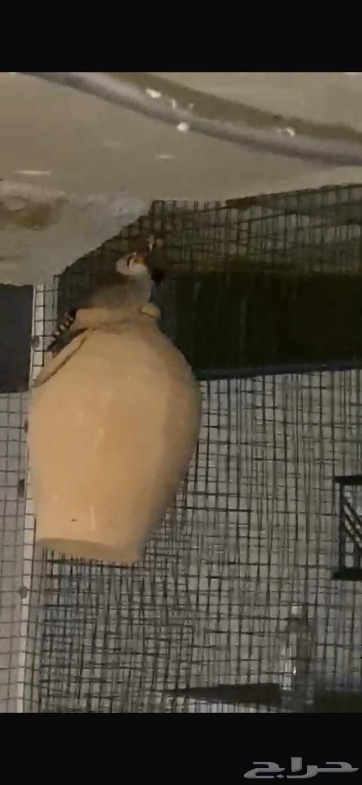 البيع زوبره انكليزي كبير الحبه 11064563021148419110