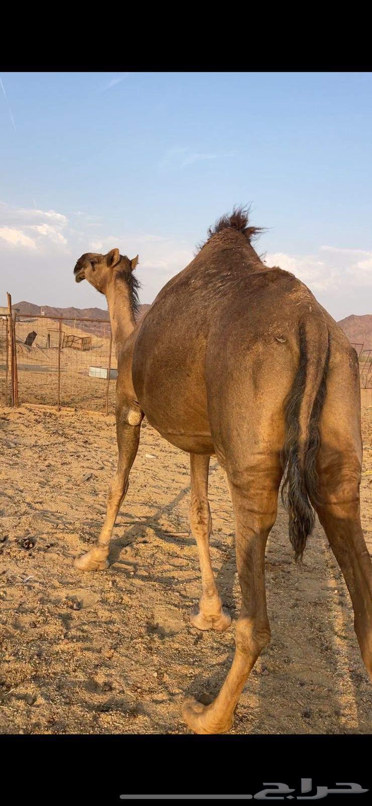 لقحه حمراء كفو الحد 11 تم البيع64571038608770110