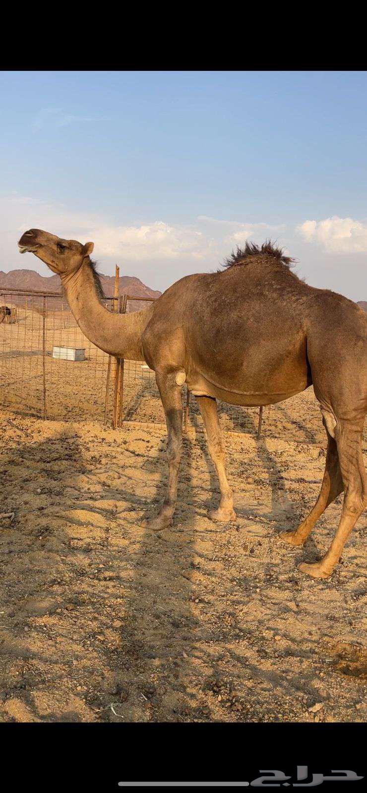 لقحه حمراء كفو الحد 11 تم البيع64571038608770111