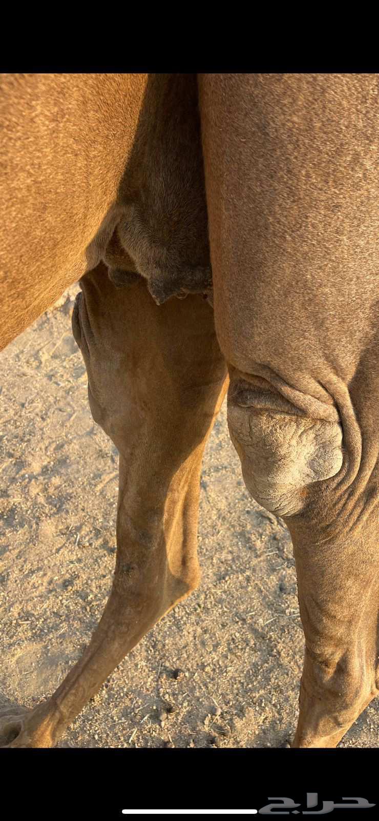 لقحه حمراء كفو الحد 11 تم البيع64571038608770113