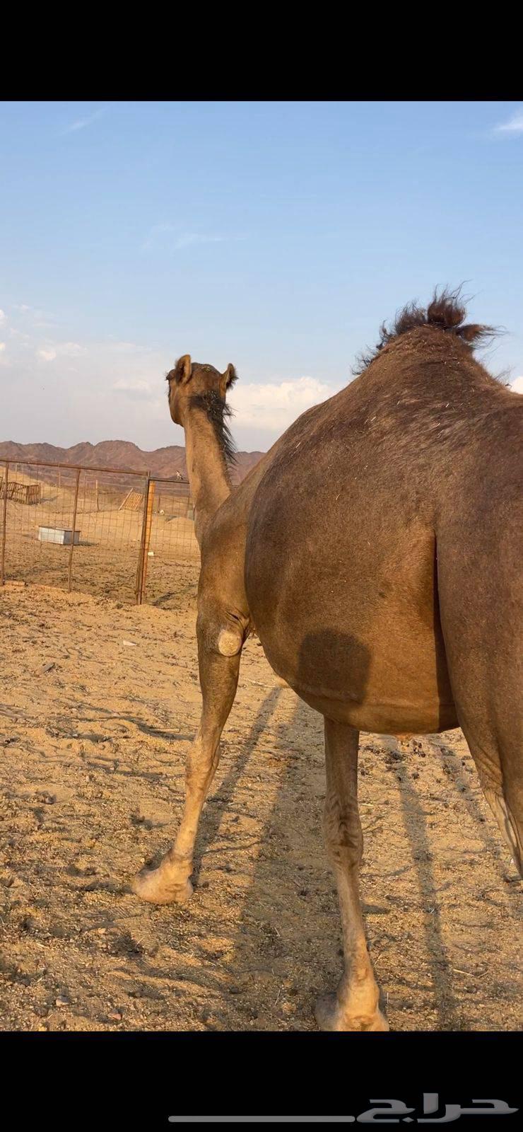 لقحه حمراء كفو الحد 11 تم البيع64571038608770112