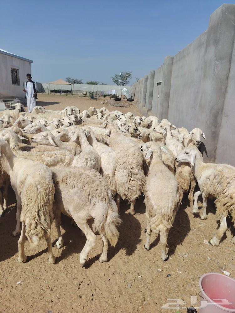 غنم طيبه قطعه واحد البيع سمح64566203337729111