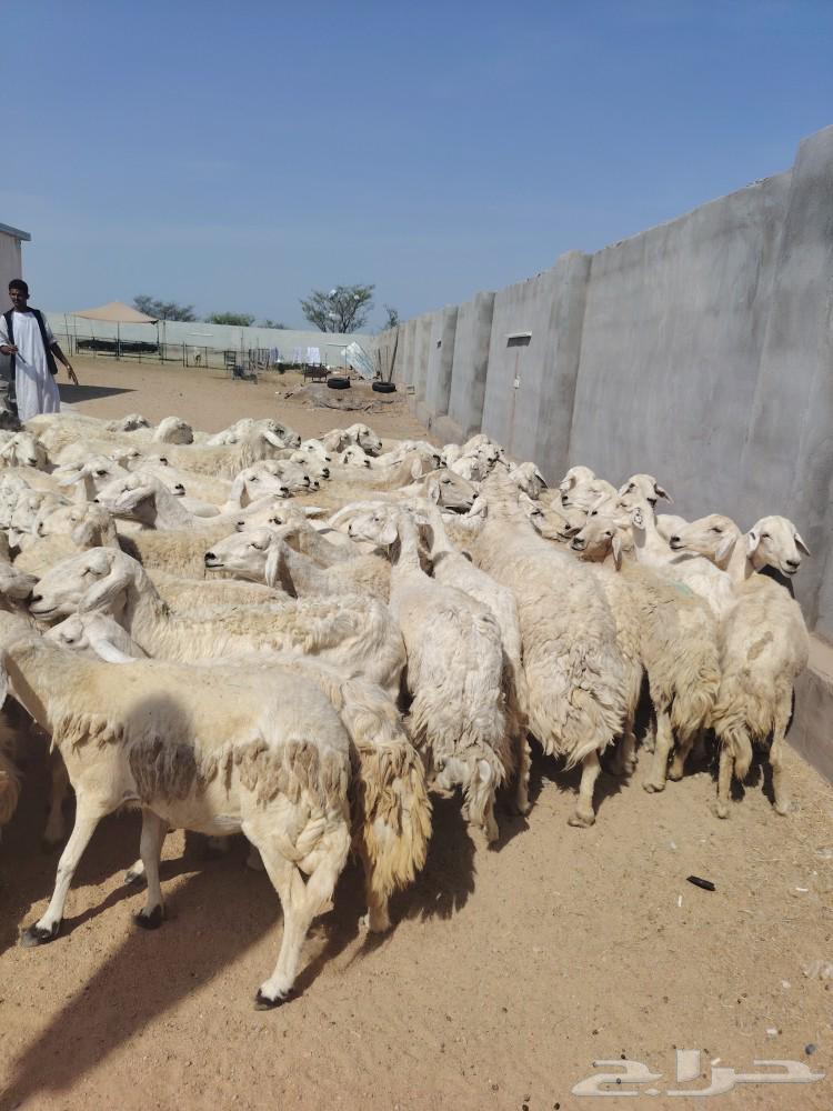 غنم طيبه قطعه واحد البيع سمح64566203337729112