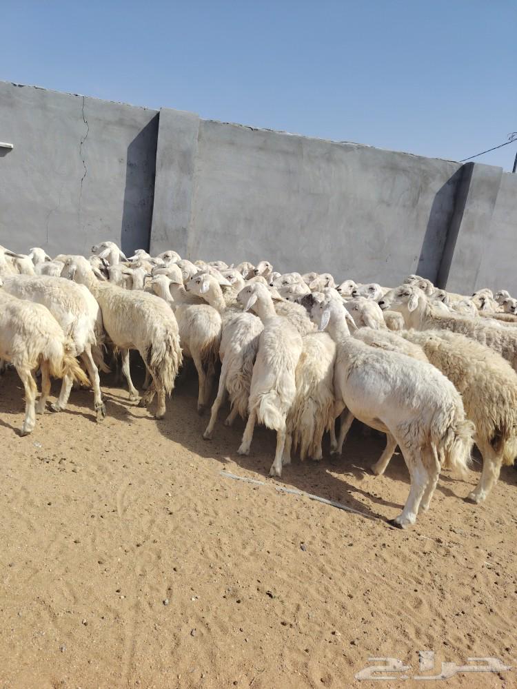 غنم طيبه قطعه واحد البيع سمح64566203337729110