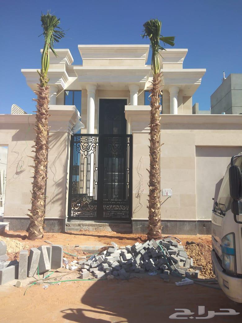 نخيل واشنطني للبيع64569767291009113