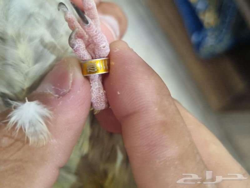 أنثى كروان فراشة ( تم البيع )64566395997443114