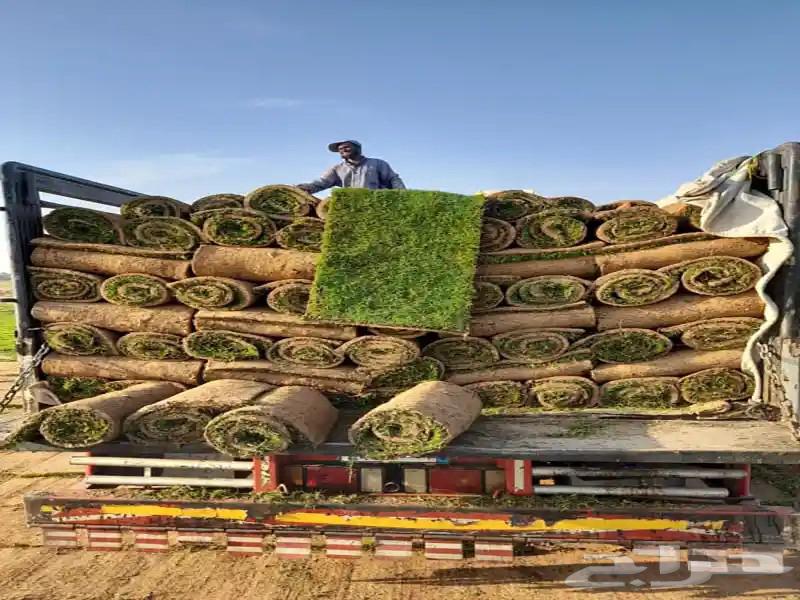 ثيل طبيعي درجه اولى C2000فرنسي64570503879426113