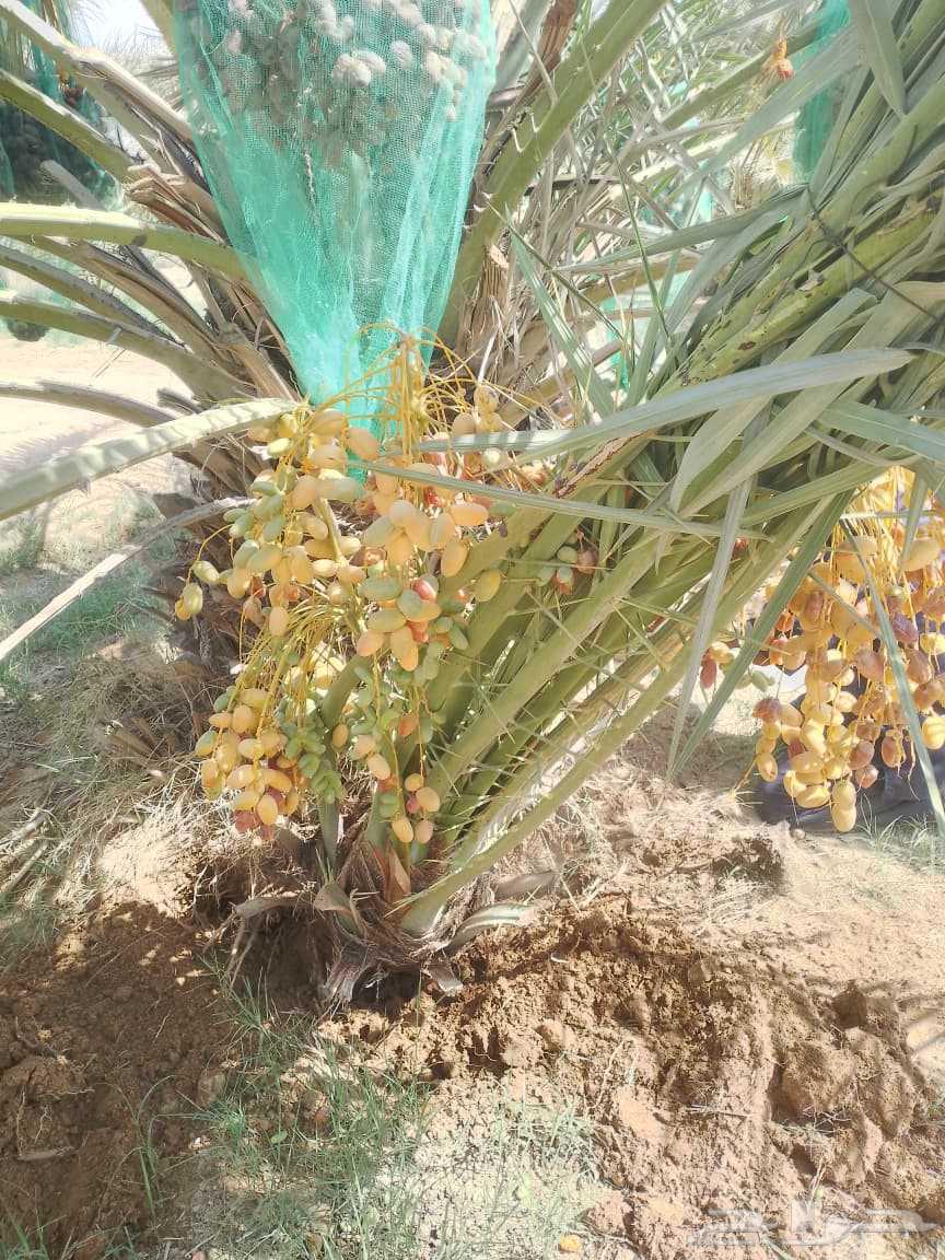 متوفر فسايل مثمره للبيع جميع الأنواع64567378848771111