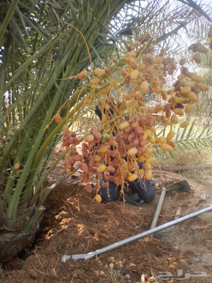 متوفر فسايل مثمره للبيع جميع الأنواع64567378848771112